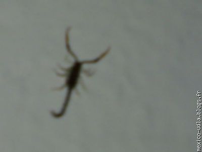 Eh oui le 5 eme soir  nous avons trouvé un scorpion, oui maman!!!